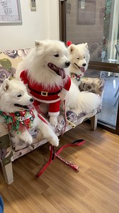 62K views · 3.9K reactions | We were lucky enough to have had the opportunity to take Teddy and Daisy to visit some nursing homes last week. You feel ALL the emotions. You feel joy and sadness at the same time, and pride watching the dogs intuitive nature kicking in and being absolutely amazing with the elderly. They bring so much happiness to people which is why we think dogs are the best therapy! | Poppet and the Wolf Pack | Facebook