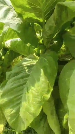 Tobacco Farming in Pakistan #satisfying #shot