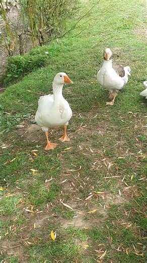 Oie Normande de Bavent - Bavent Gander 🐦