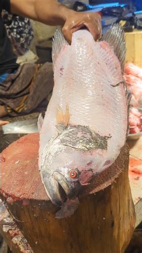 Tripletail Fish Cutting | Quick & Easy Guide#shorts