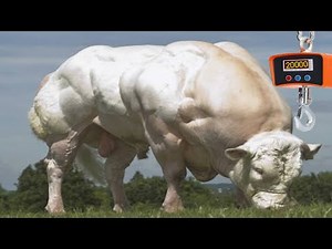 Meet the World's Heaviest Muscular Bull - A True Giant of Strength!