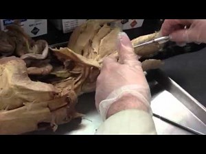 cat dissection- muscles of the thigh and leg