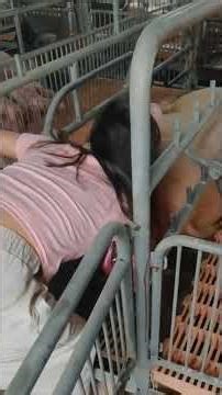 It Was a Difficult Birth… Saving a Mother Pig in Labor. #viralshorts #viral #animalrescue