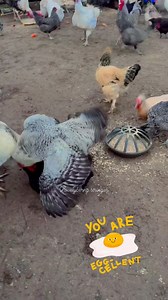 2.4K views · 343 reactions | #backyardchickens #petsafety #funny #animal #PositiveVibesOnly #love #funny #petlove #fbviralpost2025シ @everyone | Lovelybernz Stringer | Facebook