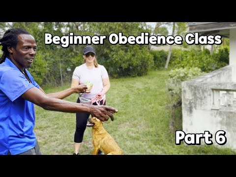 Beginner Obedience Class Part 6/6: Perfect Downs & Better Behavior