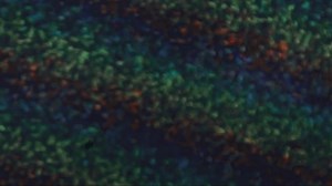 6.7K views · 154 reactions | Join Denver Terrors for a spine-chilling...