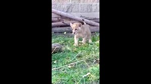 27K views · 1.2K reactions | Meet Binti! This little big cat is the...