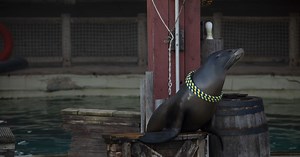 Sea Lions in UK Zoos Exploited in Circus-like Shows