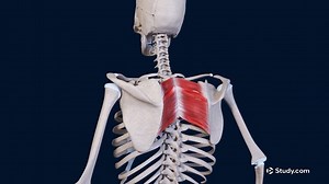Rhomboid Major Muscle | Overview, Insertion & Functions