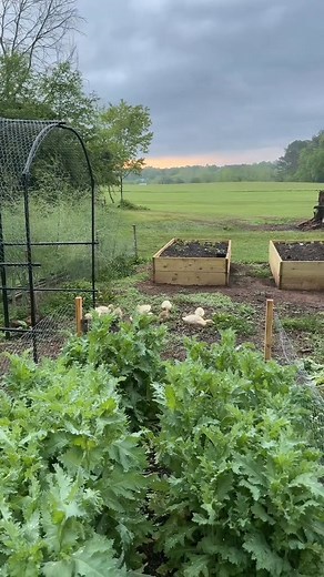 Why Have Ducks on Your Small Farm? Ducks are a great addition to any small farm! They provide eggs, help control pests, and are fun to watch. Plus, they're hardy animals that thrive in many environments. #SmallFarmLife #DucksOnTheFarm #HomesteadLiving #FarmFreshEggs #PestControl #BackyardFarming #DuckLife #SustainableLiving #FarmAnimals #RaisingDucks | Homestead993