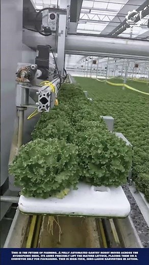 Revolutionize greenhouse farming! This gantry robot automatically harvests 10,000 lettuce per hour!