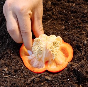 You can grow the most unusual plants at home with these hacks | Transformazing