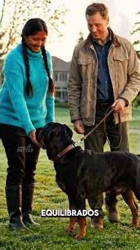 Cualquier persona debería tener un Rottweiler?