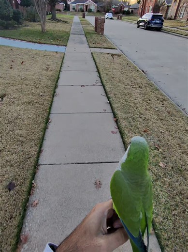 Daily Walk and Fly Drill with Quaker Parrots