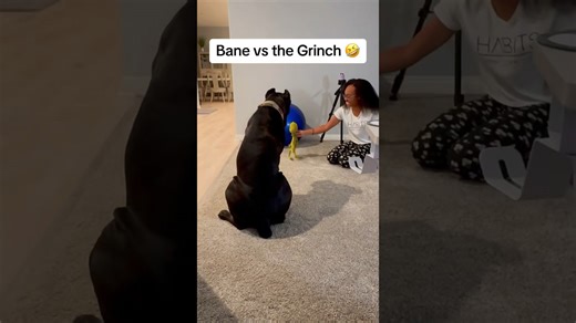 Dog keeps a close eye on the new Grinch toy