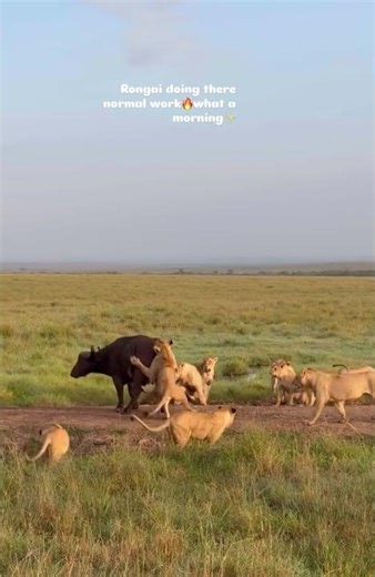 Liones attack on One cape buffalo | lion vs buffalo|#shorts