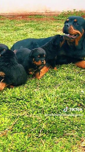 Filhotes Rottweiler Crioulos à Venda