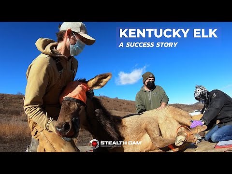 Kentucky Elk: A Success Story