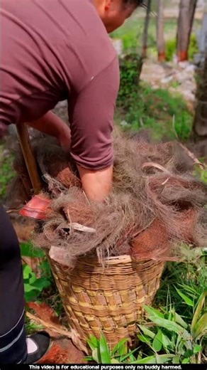 The fibers that come from coconut trees are used to make brooms 😯l #brooms