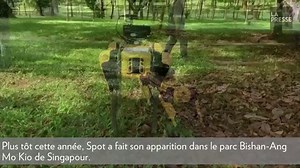 Le robot Spot devient chien de berger