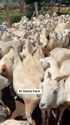 These are the Magnificent Savannah goats | Denis Duke Uganda