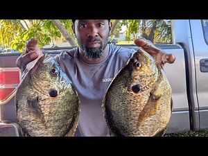 "The Spring Spawn" Shellcracker, Bluegill and Mayan Cichlid fishing urban South Fla episode #2