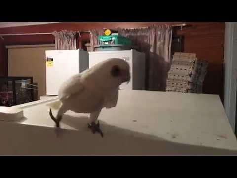 There's a bastard cat