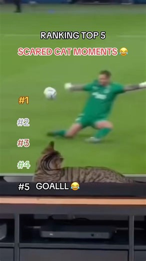Top 5 DRAMATIC Cat Jump Scares 😂 Scaredy Cats for NO reason 🤣🐱 #funny #cats #pets #funnyanimal