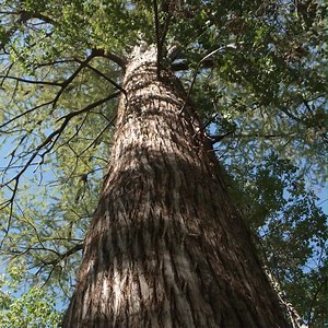 6.9K views · 290 reactions | If these trees could talk, the tales...