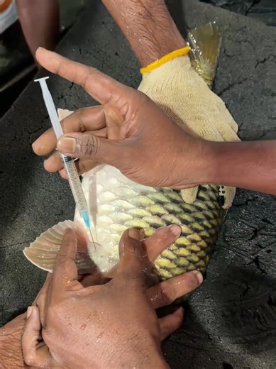 Karpu Fish Breeding Techniques Explained