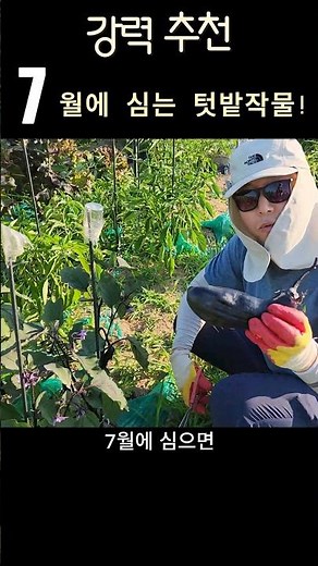 본격적인 여름의 시작. 7월에 심는 텃밭 작물 TOP3 #7월에심는작물