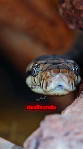 Píton de 10m gigante ataca a câmera! O fim é chocante.