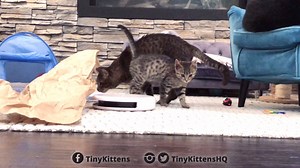 33K views · 3.7K reactions | Grandpa Mason wants The Red Baron and his 5 adorable siblings to find homes for the holidays! Apply today: TinyKittens.com/adopt | Grandpa Mason and his kittens | Facebook