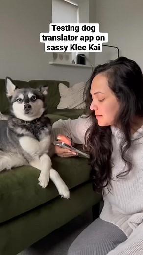 624K views · 11K reactions | She really understood! | Life With Klee Kai | Facebook