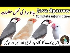 Java Birds Breeding Tips | Java Finch Colony Cage Setup & Seed Mix, Food | Java Sparrow Male Female