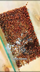 71K views · 216 reactions | 1_000 Ants vs 1_000 Cockroaches Experiment | Kingdom Animalia | Facebook