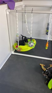 We could watch them play forever. 💓 All 12 full size Bernedoodles from Alice and Coco! One of these amazing pups will be available after selections are made December 8. Save your spot today! www.CWbernedoodles.com #socializationmatters #bernedoodles #availablepuppy #wisconsin #puppies | Central Wisconsin Bernedoodles