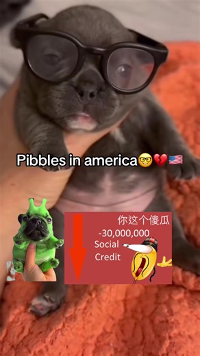 Pibbles in America vs. China: A Heartfelt Comparison