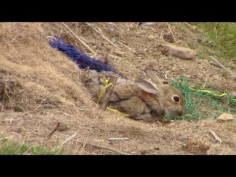 Ferreting in West Yorkshire