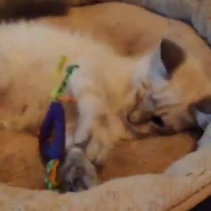 The gorgeous one-eyed/cross-eyed Cricket kitten is doing fantastic and leaving for another foster home Tuesday, which will hopefully turn into her forever home. Maybe Emily will start a facebook page for her...? #foster | Murdock The Marvelous