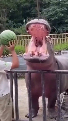Hungry Hippos Showing Their Funniest Antics