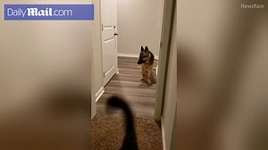 Hilarious moment scared German Shepherd 'reverses' through doorway