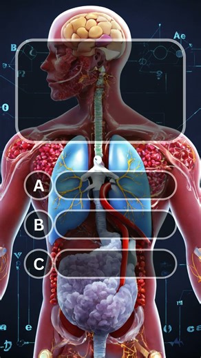 "Fertilization & Female Hormone Quiz 🤰🧬 | Human Body Challenge"