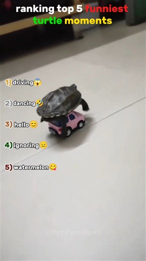 Ranking The Funniest Turtle Moments Ever😂