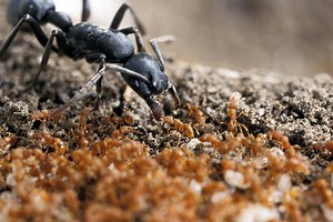 Big builder ants and tiny guard ants live together in one nest