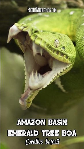 What Makes This AMAZING Snake So DEADLY?