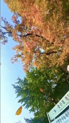 🍁 무등산 증심사, 가을의 끝에서 | Jeungsimsa Temple at the End of Autumn 🍂