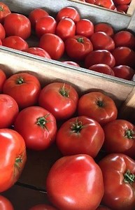 24K views · 1.7K reactions | ‘Tis the Season! Eat as many tomatoes as...