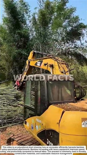 Amazing Excavator Bamboo Harvesting | Heavy Equipment at Work