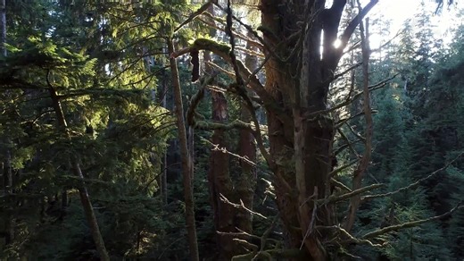 North America Indigenous Museum on Instagram: "The Art of Totem Poles | L'art de totems In the Haida culture, the cedar tree is known as the 'tree of life'. Traditionally, when babies were born, they were placed in cedar boxes. When people died, their bodies were also placed in cedar boxes. The bark of the trees has many other uses as well. It can be woven into ropes, baskets and hats. These trees are also used for one of the well-known symbols of Haida culture - totem poles. Haida totem poles t